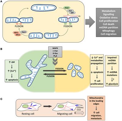 The Concerted Action of Mitochondrial Dynamics and Positioning: New Characters in Cancer Onset and Progression